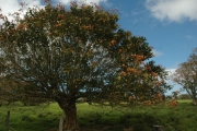 <strong>Erythrina fusca - Ramon, Laurence - 128</strong><br />© Ramon, Laurence
